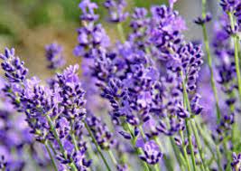 9 Benefits of Lavender That You Did Not Know