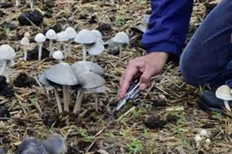 Where Do Magic Mushrooms Grow?