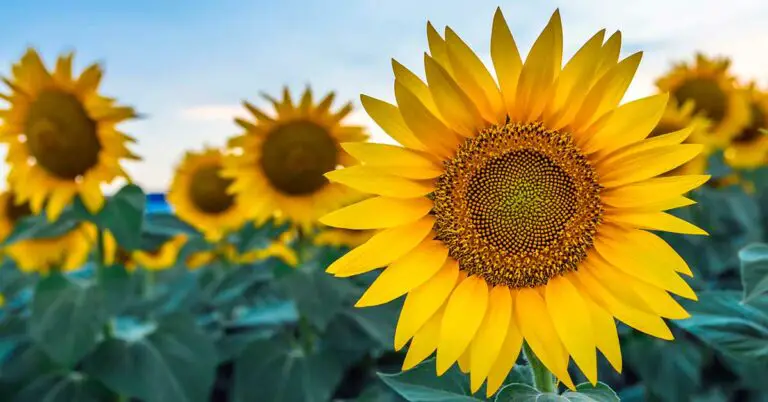 Origin and Symbolism of the Sunflower