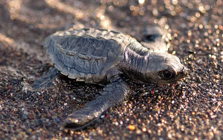 Guanacaste: Scene of Turtle Arrivals in Costa Rican Beaches