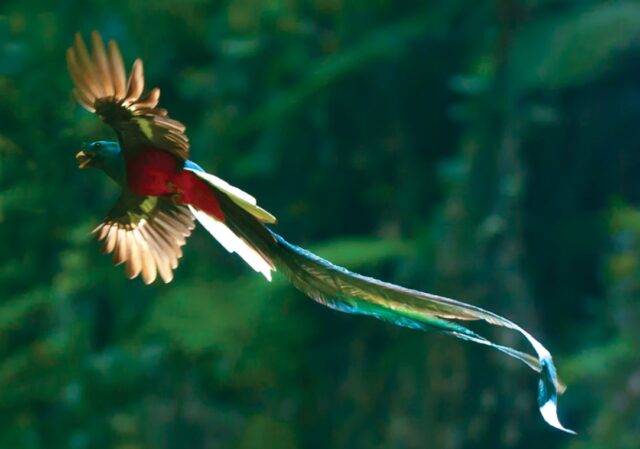 The Quetzal, the Most Beautiful Bird on the Planet - The Costa Rica News