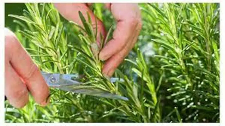 Rosemary: A Magic Herb That Increases Our Memory With Its Aroma