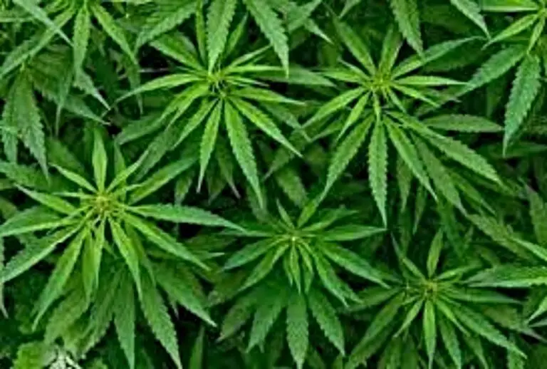 Costa Rica Legalizes Marijuana for Medicinal Use