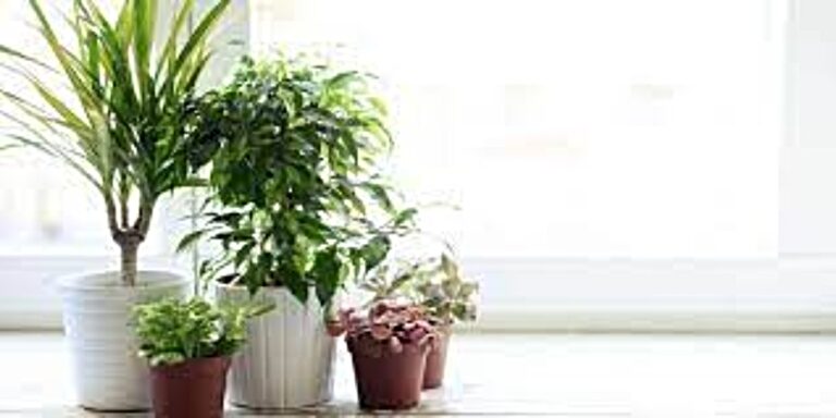 10 Plants to Generate Positive Energy
