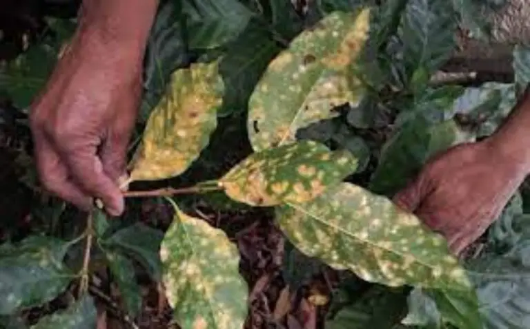 UCR Research Could Help Fight Coffee Rust