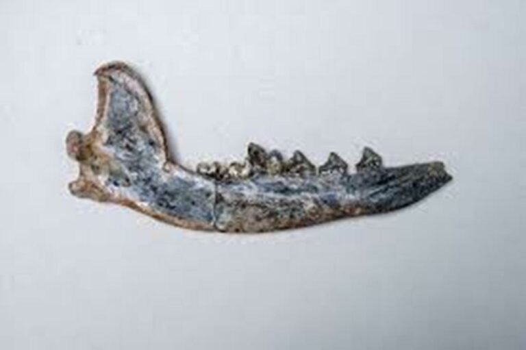 Fossil of a Jaw is the Key that Dogs Lived with Humans 12,000 Years Ago in Costa Rica
