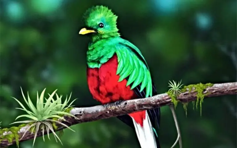 The Quetzal, the Most Beautiful Bird on the Planet