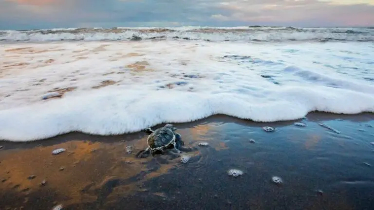Turtle Spawning in Costa Rica: Everything You Should Know About It