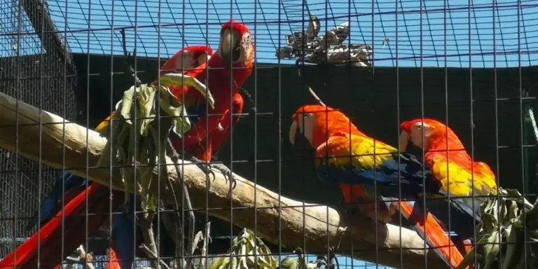 Scarlet Macaws Begin Their Nesting Season in Costa Rica Amid Multiple Threats