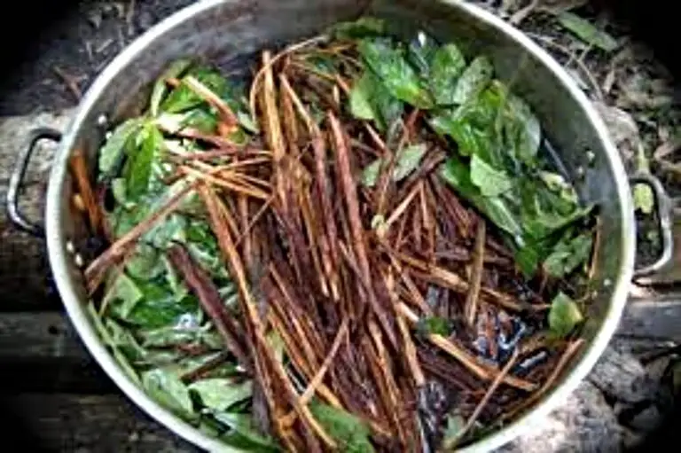 Ayahuasca and Creative Thinking: Possible Benefits of this Amazonian Tradition