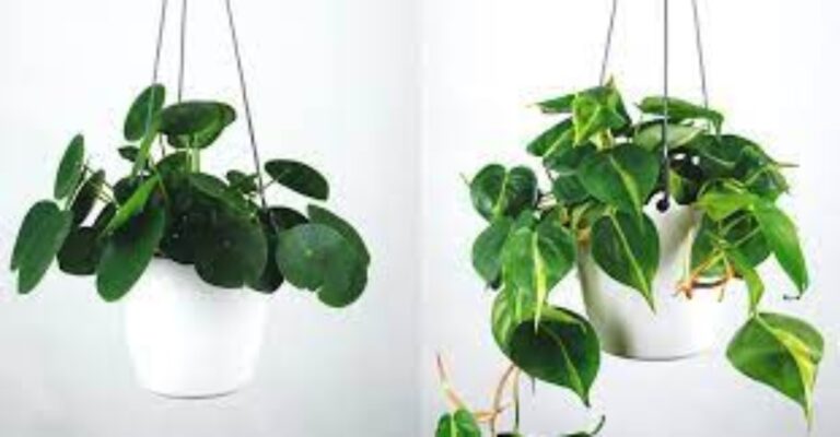 Let’s Talk About Hanging Plants for The House