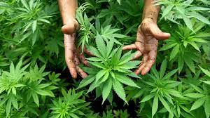 7 Medicinal Benefits of Cannabis