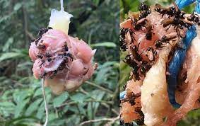 “Vulture Bees”: The Peculiar Species Discovered in Costa Rica That Eats Meat