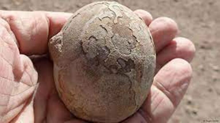 A Nest is found with More Than 100 Dinosaur Eggs in the Argentine Patagonia