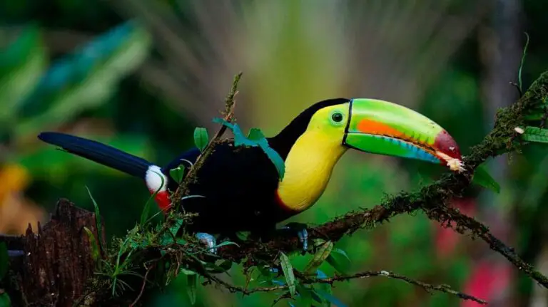 13 Tips You Should Know Before Traveling to Costa Rica