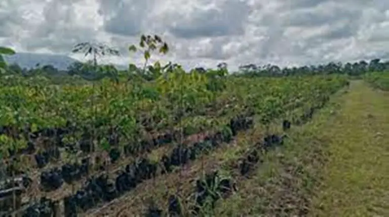 Tico Cooperative Offers Advice to Farmers Who Wish to Grow Rubber In 2022