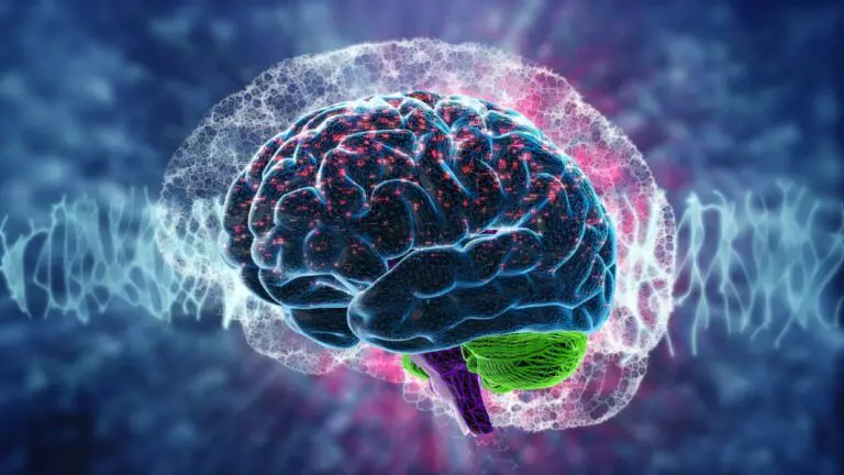 How Is SLYM -the Newly Discovered Structure of the Brain? What Function Does It Have?