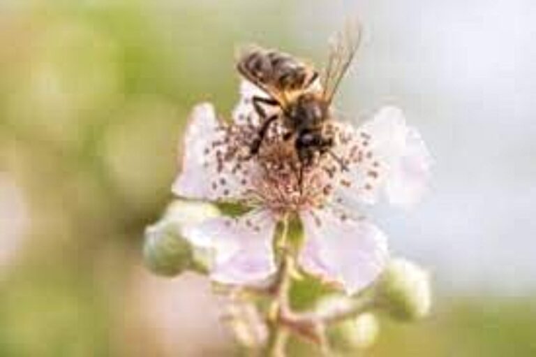 Government of Costa Rica Must Determine In Three Months How Fipronil Affects Bees