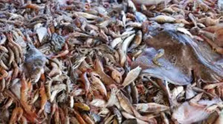 Ombudsman Demands to Certify Non-Use of Trawling in Products Imported to Costa Rica