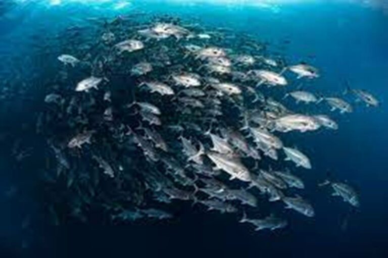 Costa Rica’s Pristine “Island of Sharks” Becomes a Huge Marine Reserve