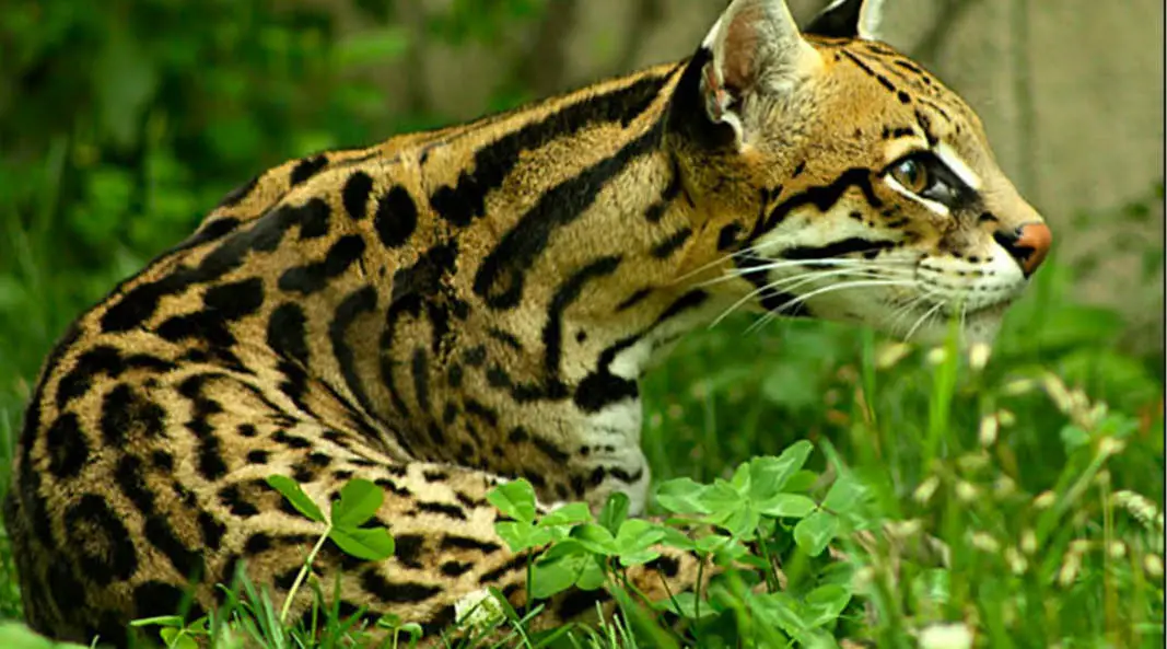 Get To Know the 6 Costa Rican Felines in Danger of Extinction