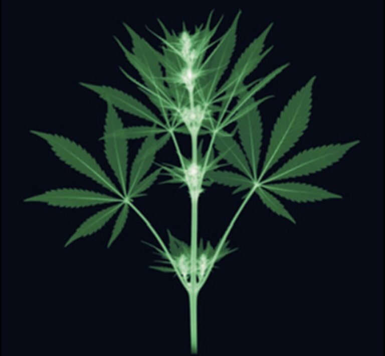 Scientific Arguments for the Topic of: Marijuana and Psychosis
