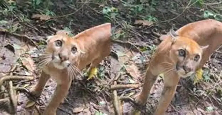 Corcovado National Park Volunteer Meets Beautiful Puma and Goes Viral