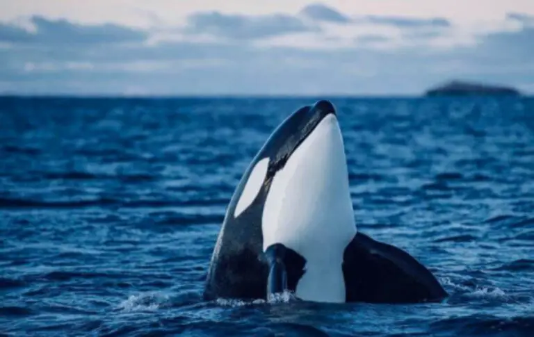 Orcas Shine In Corcovado National Park