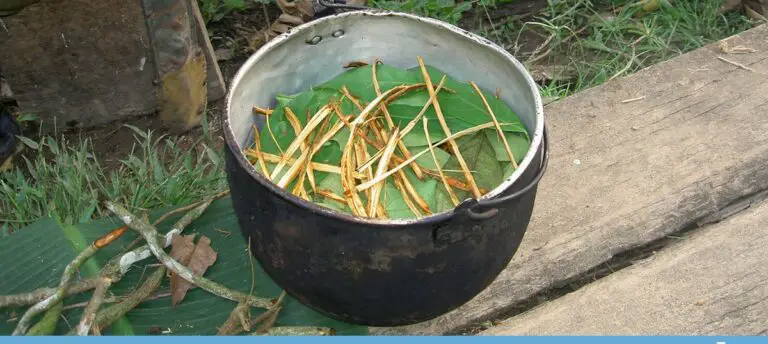 “Ayahuasca”, Can the Sacred Amazonian Plant Help Against Addiction and Depression