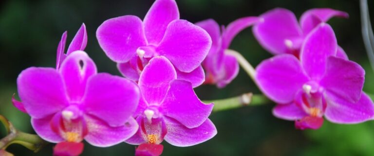 Orchids of Costa Rica: A Worldwide Spectacle