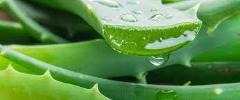 Aloe Drinks and Their Health Benefits