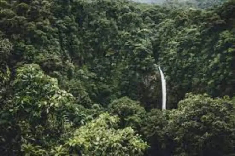 Costa Rica Doubled its Number of Forests