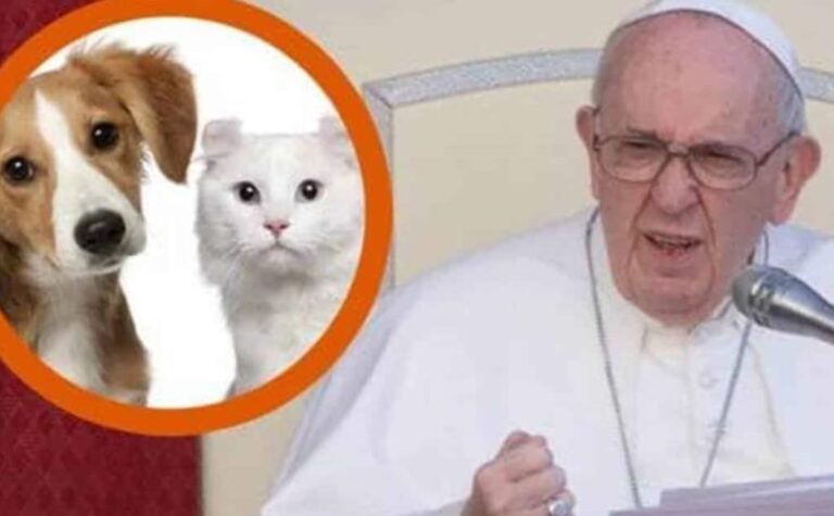 Pope Francis Regrets That Cats and Dogs Replace Children