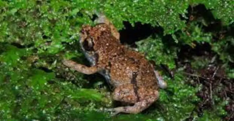 Female Flying Frog Emits Unusual Reproductive Song in the Caribbean Region of Costa Rica
