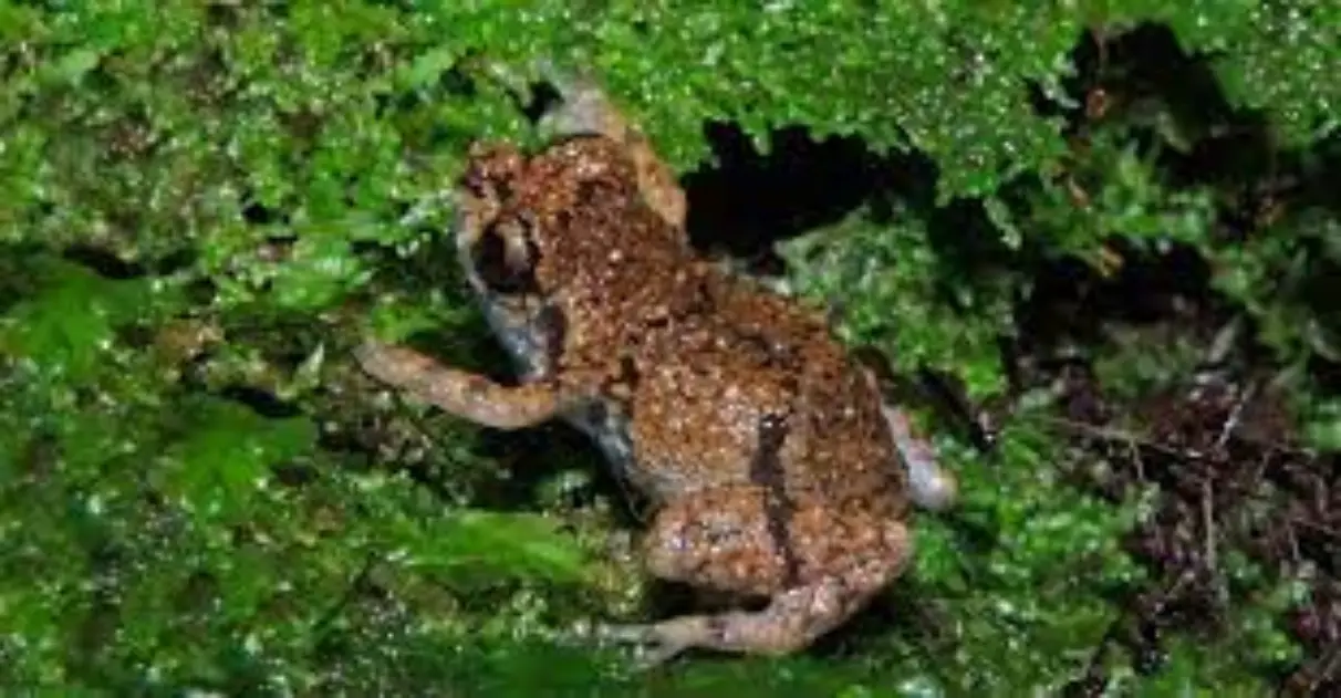 Female Flying Frog Emits Unusual Reproductive Song