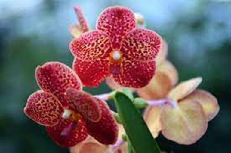 United Kingdom Celebrates the Biodiversity of Costa Rica with a Beautiful Orchid Festival