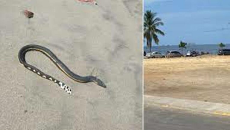 Specialists  Recommend Avoiding Handling Sea Snakes After Their Appearance on the Costa Rican Coast