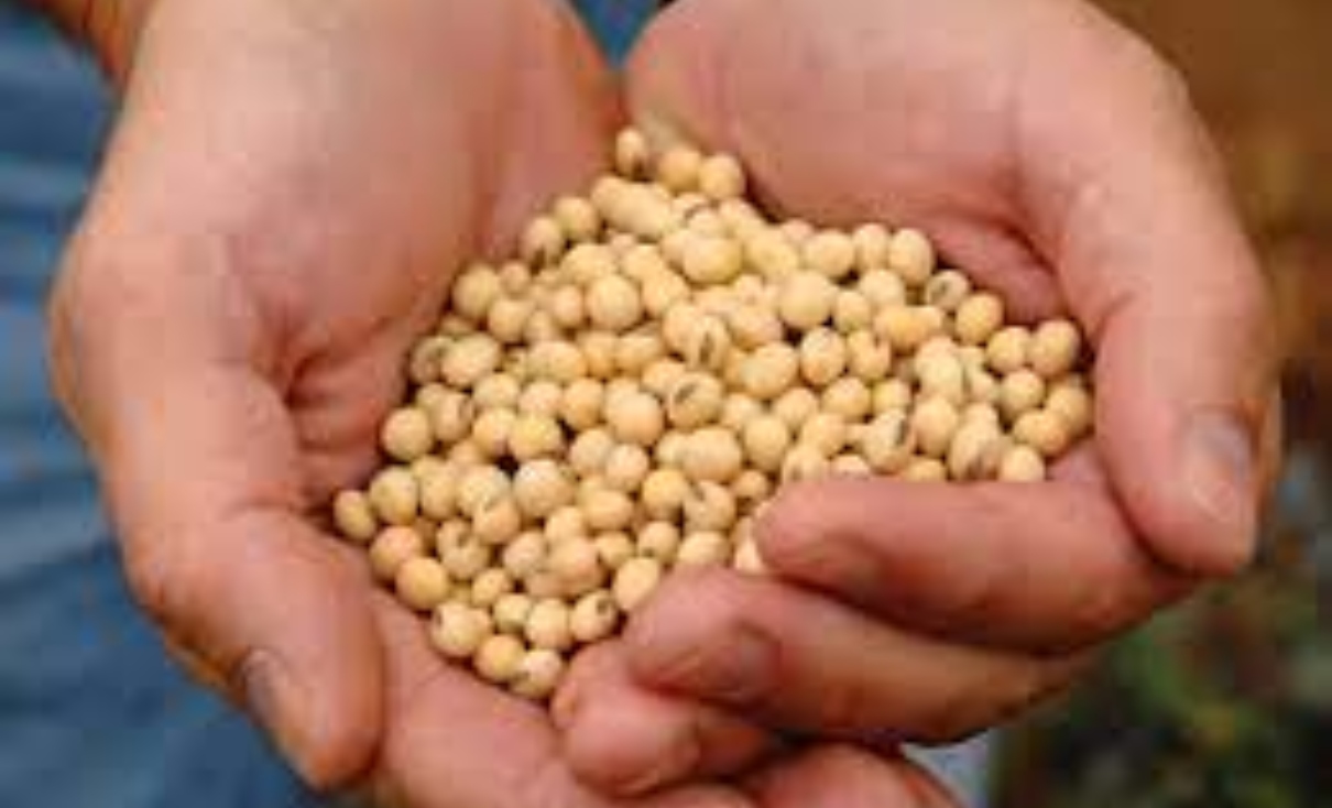 Sustainable Soybean To Guarantee The World´s Food Supply