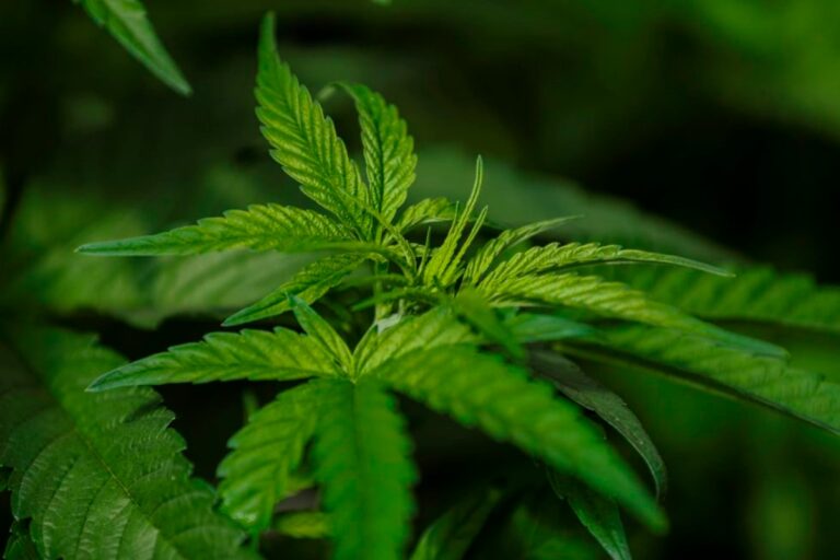 Azucarera Nacional Will Install Medicinal Cannabis Plant in Costa Rica after Agreement with Investment Firm
