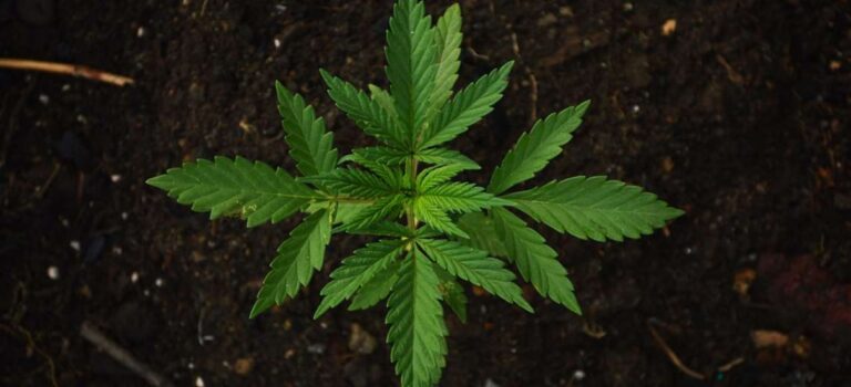 Deputies Legalize the Cultivation and Trade of Cannabis in Costa Rica