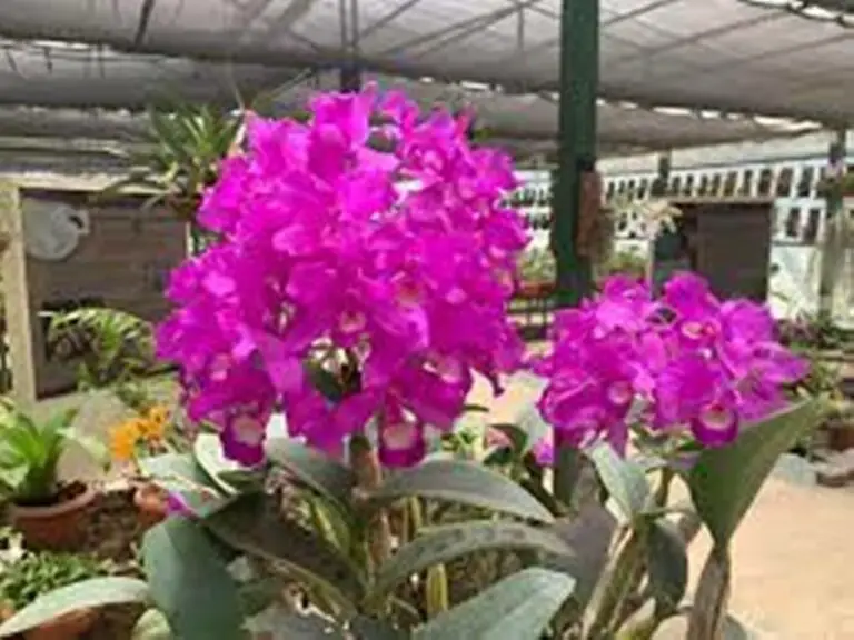 The Largest Orchid Event in Costa Rica takes place this March