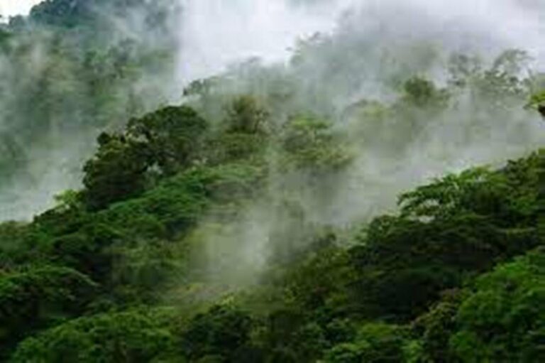 The ‘Children’s Eternal Forest’ in Costa Rica