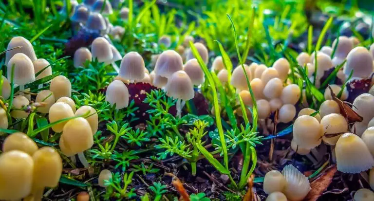 5 Surprising Benefits of Psychedelic Mushrooms