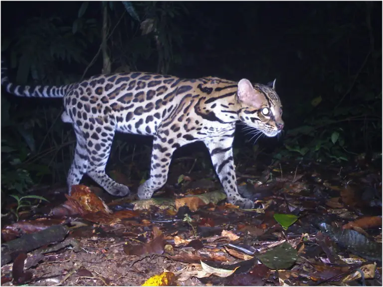 A Win for the Wild: Costa Rica’s Ocelots Faring Well