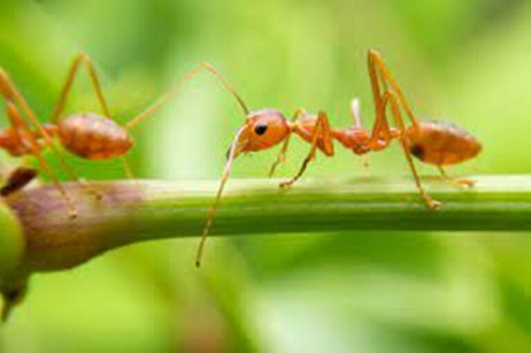 Ants Can Detect Cancer Cells, according to Research
