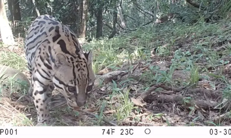 Camera Traps Show That Endangered Animals Roam Private Wildlife Refuges in Costa Rica