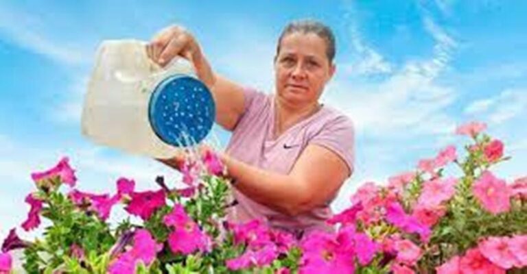 Project Led By Women From Pérez  Zeledón Seeks to Export Edible Flowers