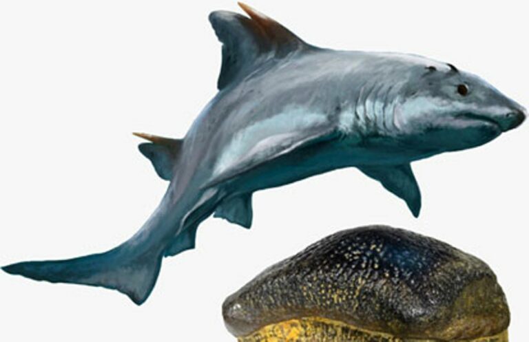 Extinct Shark Species Millions of Years Ago Was Discovered in Colombia​