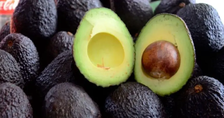Costa Rica Eliminates Measure That Limited Importation of Mexican Hass-Type Avocado