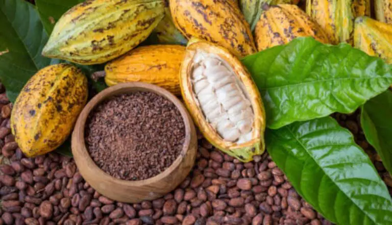 The Cocoa of Our Tico Land